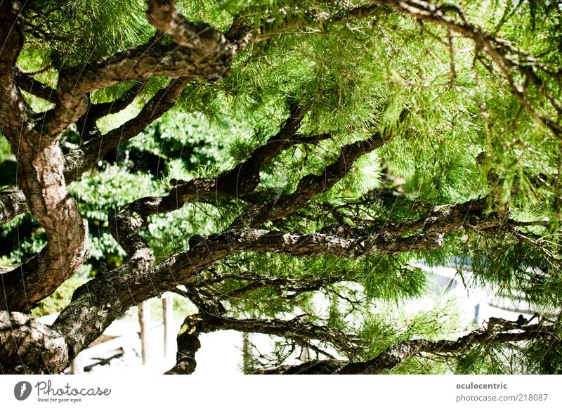 Bonsai in big Sunlight Summer Plant Tree Asia Japan Kyoto Growth Style Bonsar Shadow Green Japanese Japanese garden Colour photo Exterior shot Deserted Day