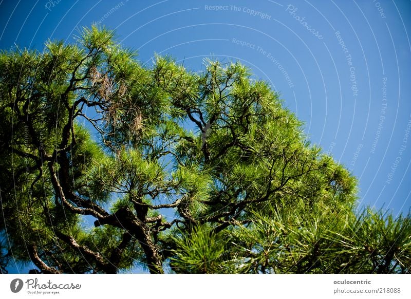 wax Nature Plant Sky Cloudless sky Summer Tree Exotic Park Asia Japan Kyoto Relaxation Growth Blue sky Japanese garden Vignetting Colour photo Exterior shot Day