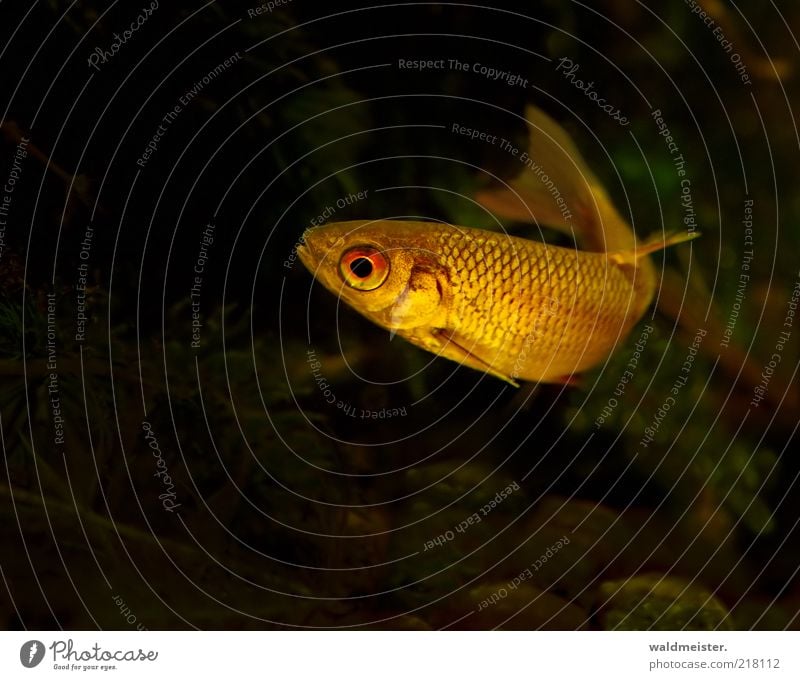 roach Wild animal Fish Aquarium Dark Thin Gold Green Red Black Calm Esthetic Nature Roach Colour photo Multicoloured Underwater photo Shallow depth of field