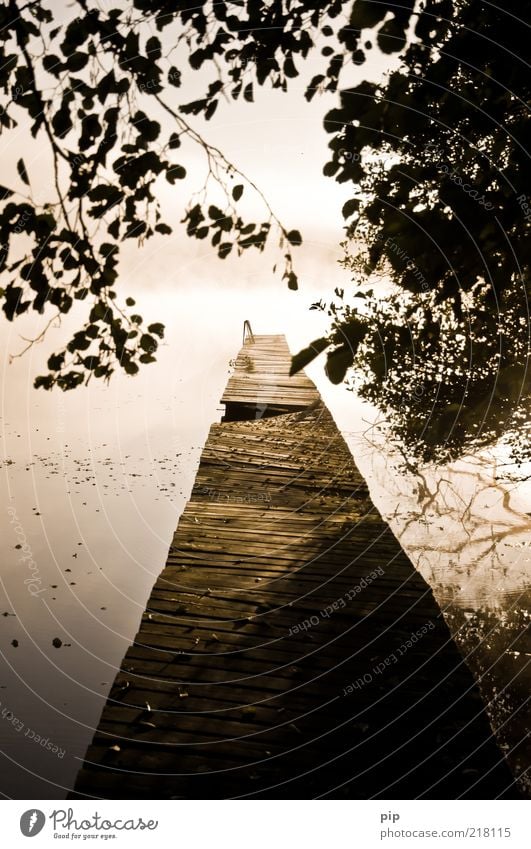 open end Environment Nature Elements Water Autumn Beautiful weather Tree Leaf Branch Lakeside Mecklenburg-Western Pomerania Wood Wanderlust Calm Morning