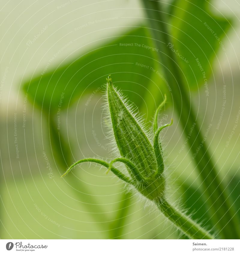 Wachstum Pflanze Leben Knospe Detail Leaf Colour photo Nature Grün Spring Close-up