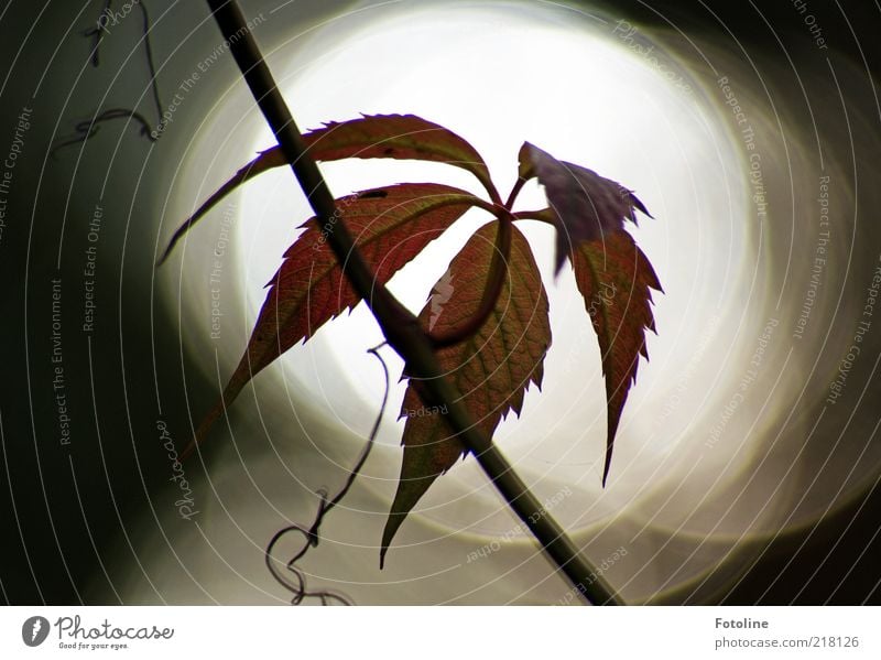 Spot on! Environment Nature Plant Elements Sky Autumn Dark Bright Natural Virginia Creeper Tendril Back-light Colour photo Exterior shot Close-up Deserted