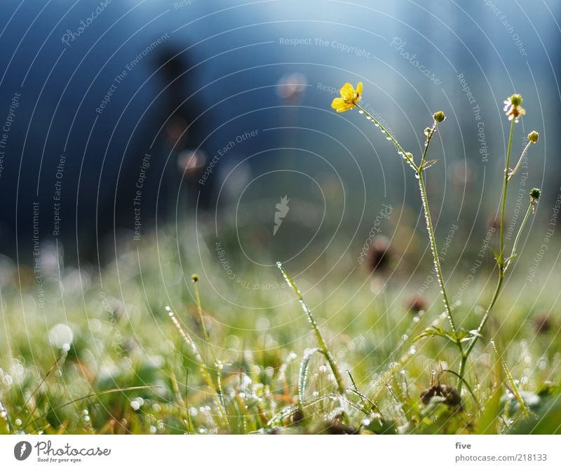 grass whispering Environment Nature Earth Water Drops of water Sky Autumn Beautiful weather Plant Flower Grass Bushes Foliage plant Meadow Cold Dew Colour photo