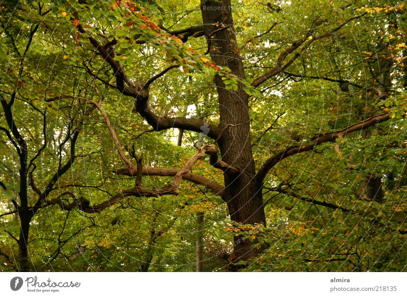 oak finger Environment Nature Landscape Plant Autumn Tree Park Wood Sustainability Brown Green Romance Peace Mysterious Climate Colour photo Exterior shot