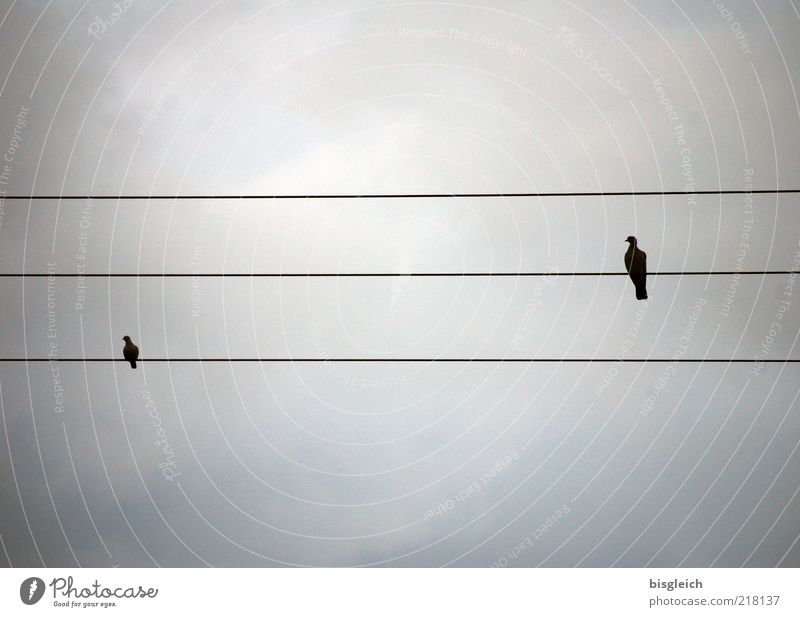 high voltage Bird 2 Animal Pair of animals Sit Calm Self Control High voltage power line Sky staff lines Musical notes Colour photo Subdued colour Exterior shot