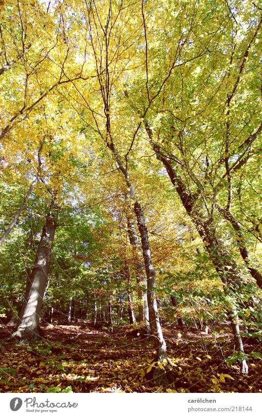 beech forest Environment Nature Landscape Autumn Tree Forest Brown Yellow Green Beech wood Copper beech Autumnal colours Automn wood Leaf canopy Harz Wild