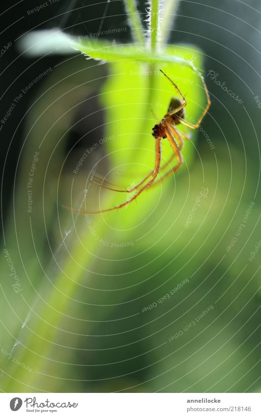 lair Environment Nature Plant Animal Spring Summer Leaf Wild animal Spider 1 Crawl Green Spider's web Spider legs Bright green Colour photo Exterior shot