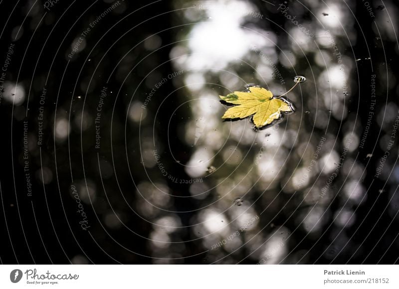 Time. has told me Environment Nature Plant Water Autumn Leaf Pond Lake Wet Reflection Green Shallow Beautiful Moody Sadness Dark Loneliness Colour photo