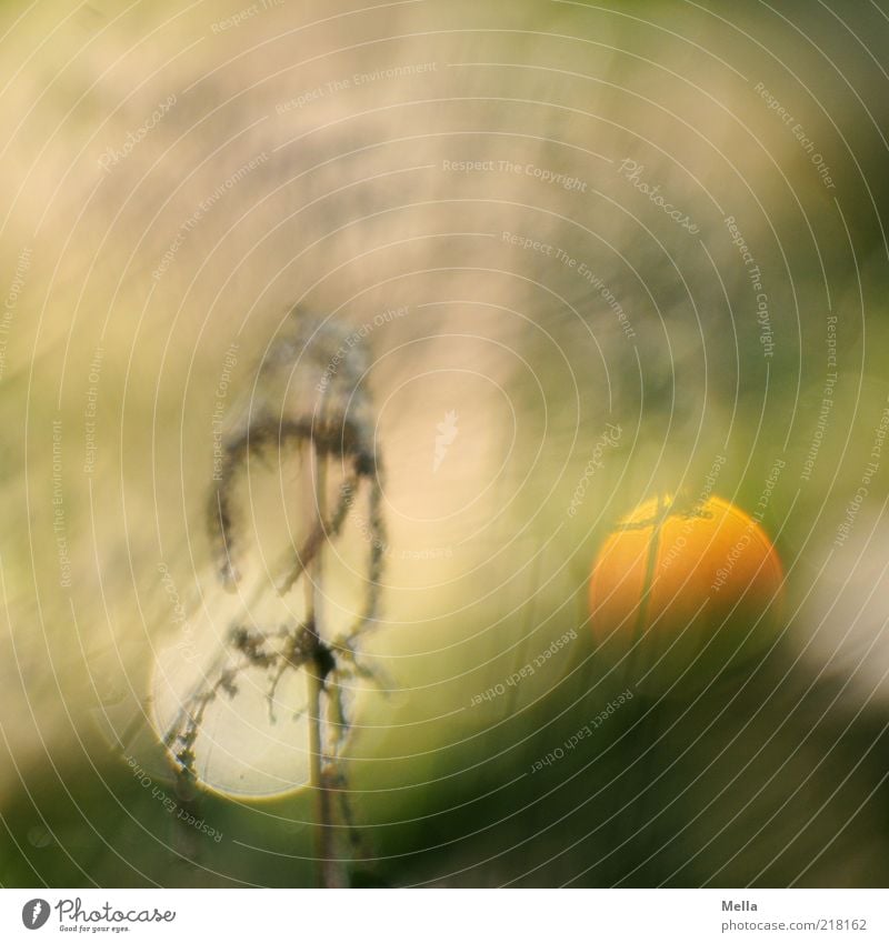 sundown Environment Nature Plant Sunrise Sunset Grass Meadow Glittering Illuminate Exceptional Beautiful Natural Gold Moody Mysterious Surrealism Orange Blur