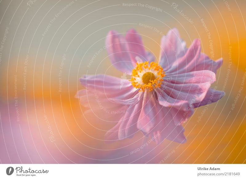 Autumn Anemone (Anemone hupehensis) Wellness Harmonious Relaxation Calm Meditation Arrange Decoration Wallpaper Image Poster Nature Plant Sun Summer Flower