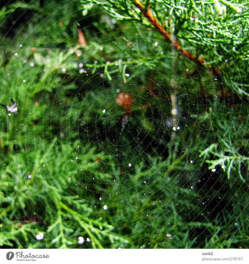 www Environment Nature Plant Foliage plant Wild plant Juniper Glittering Illuminate Thin Simple Elegant Firm Small Near pretty Brown Green Mysterious Idyll