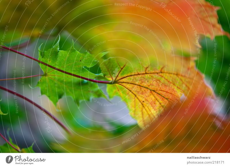 autumn Nature Plant Autumn Tree Leaf Maple tree Maple leaf Esthetic Colour photo Multicoloured Exterior shot Deserted Day Shallow depth of field Autumn leaves