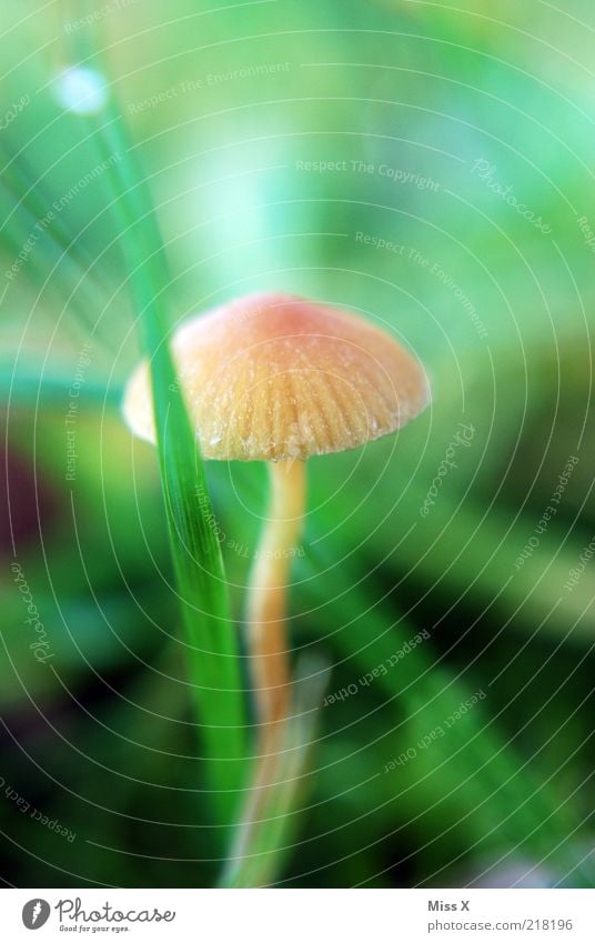 Male 3 Nature Autumn Grass Meadow Growth Small Mushroom Mushroom cap Autumnal Poison Colour photo Exterior shot Close-up Deserted Shallow depth of field