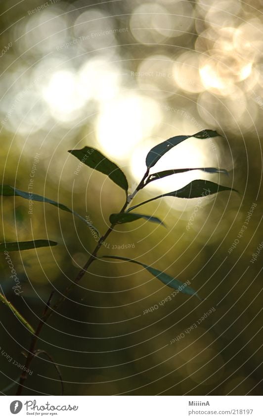 grass Nature Plant Growth Fresh Colour photo Close-up Copy Space top Copy Space bottom Twilight Contrast Deep depth of field Point of light Patch of light