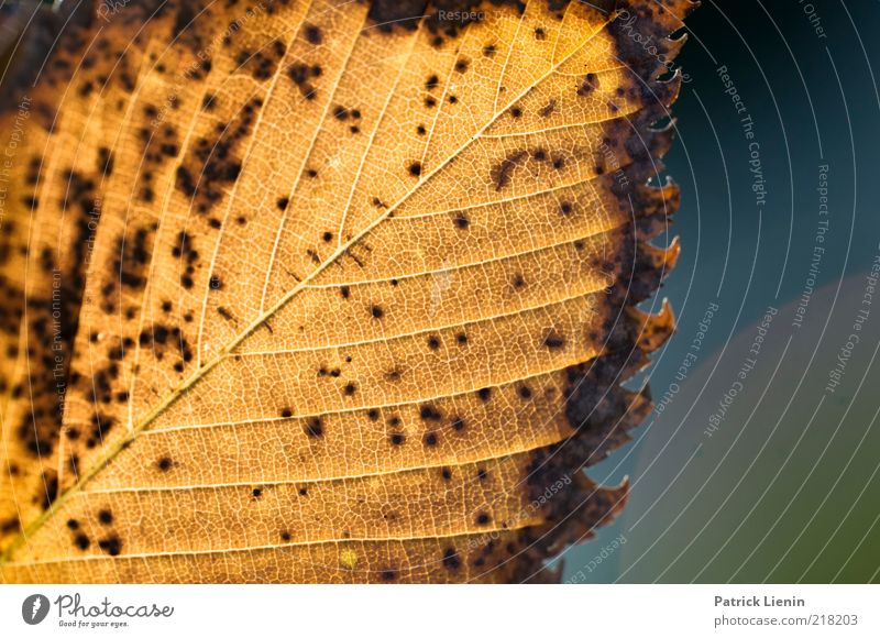 decay Environment Nature Plant Elements Autumn Weather Leaf Illuminate To dry up Natural Dry Moody Yellowed Structures and shapes Beautiful Past Seasons Point