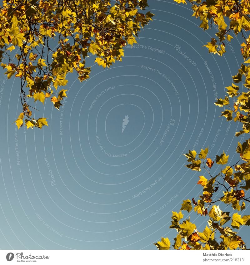 autumn frame Autumn Leaf Frame Twig Branch Tree Autumnal Copy Space Gold Blue sky Worm's-eye view Autumn leaves Twigs and branches Autumnal colours