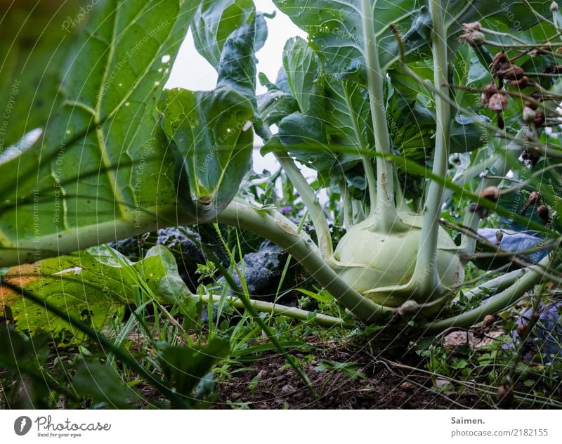 Kohlrabi Pflanze Nahrung gesunde Ernährung Bio frisch vegan vegetarisch lecker Organic produce Nature Close-up Summer Vegetarian diet Food photograph