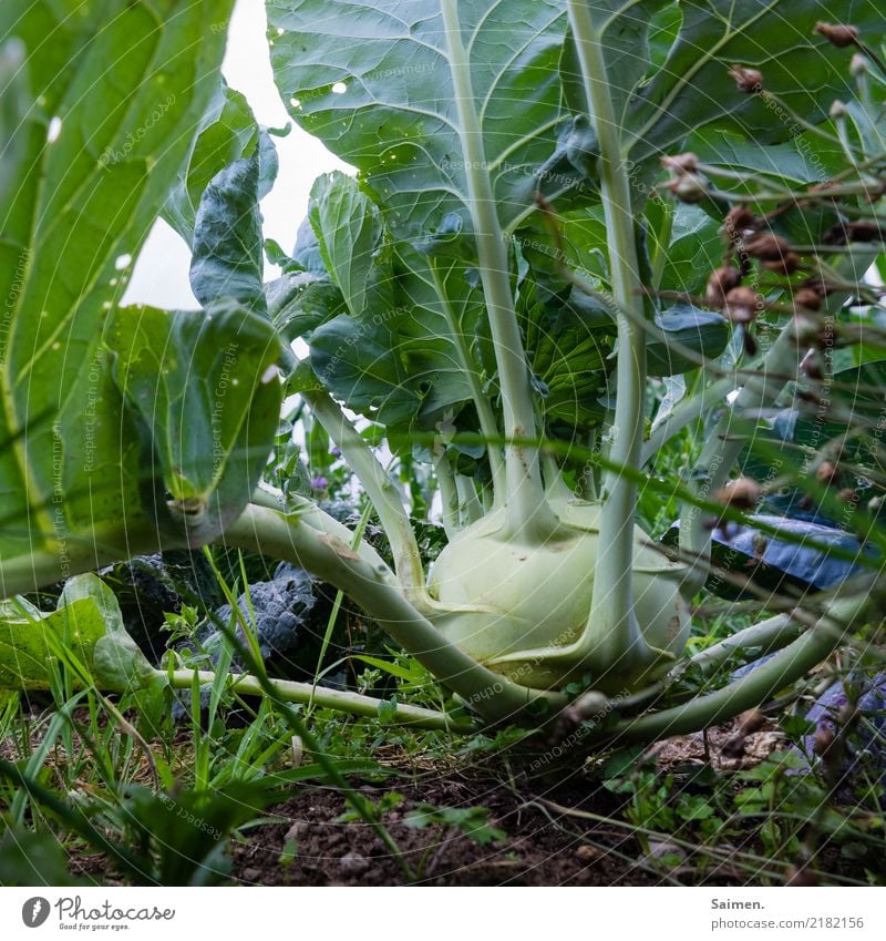 garden octopus Food Vegetable Nutrition Organic produce Vegetarian diet Environment Nature Earth Summer Agricultural crop Garden Healthy Cabbage Kohlrabi