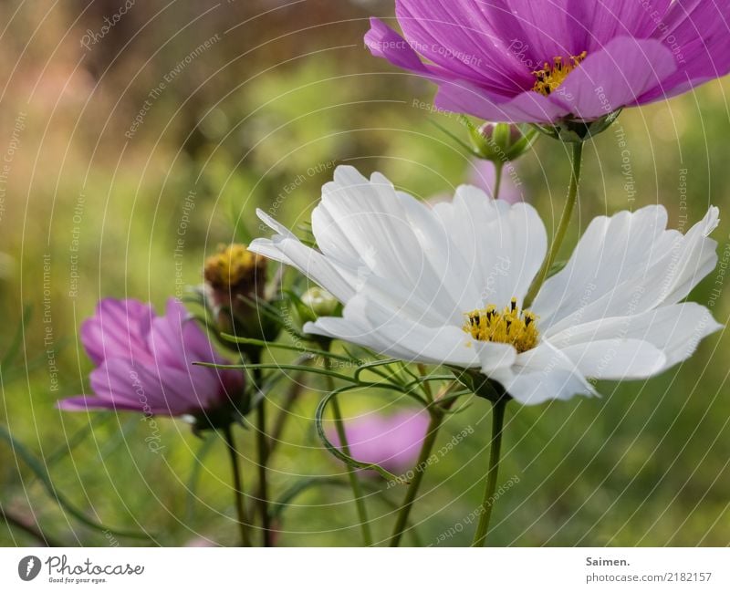 Blumen Blütenblatt Pflanze Gewächs Natur wachsen Frühling Wachstum schön Leben Garten Stiel Colour photo Pink Plant Close-up Weiss detail Leaf