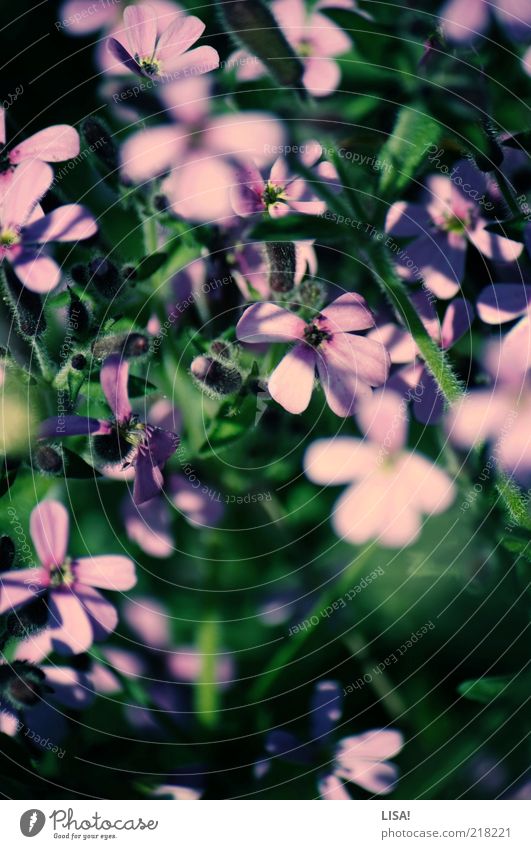 cross your fingers Environment Nature Plant Summer Flower Leaf Blossom Wild plant Green Violet Pink Black Colour photo Exterior shot Close-up Detail Deserted