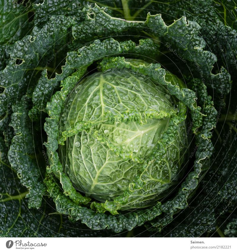 savoy cabbage Cabbage salubriously Healthy Eating Essen Nutrition Green Garden do gardening Food Drops of water vegetarian vegan organic Delicious Fresh