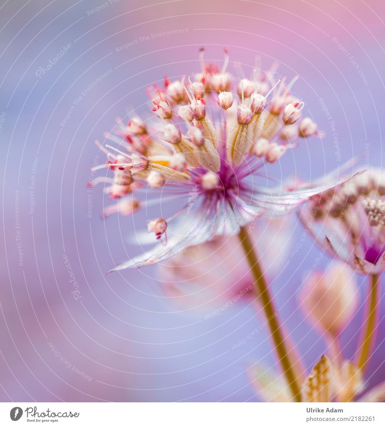 Star cone (Astrantia) Elegant Harmonious Well-being Contentment Relaxation Calm Meditation Decoration Wallpaper Image Mother's Day Nature Plant Spring Summer