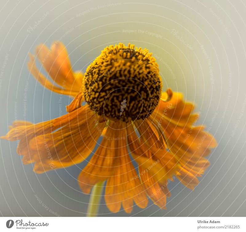 flower of the yellow sun bride (Helenium) Elegant Design Decoration Wallpaper Image Card Nature Plant Summer Autumn Flower Blossom helenium Pistil Garden Park