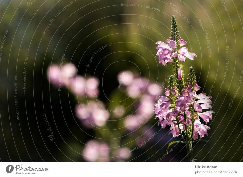 Articular flower (Physostegia virginiana) Nature Plant Sunlight Summer Autumn Flower Blossom Blur joint flower Garden Park Blossoming Glittering Illuminate