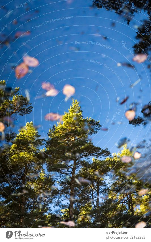 The sky in a puddle Vacation & Travel Tourism Trip Far-off places Freedom Hiking Environment Nature Landscape Plant Animal Sky Autumn Beautiful weather Tree