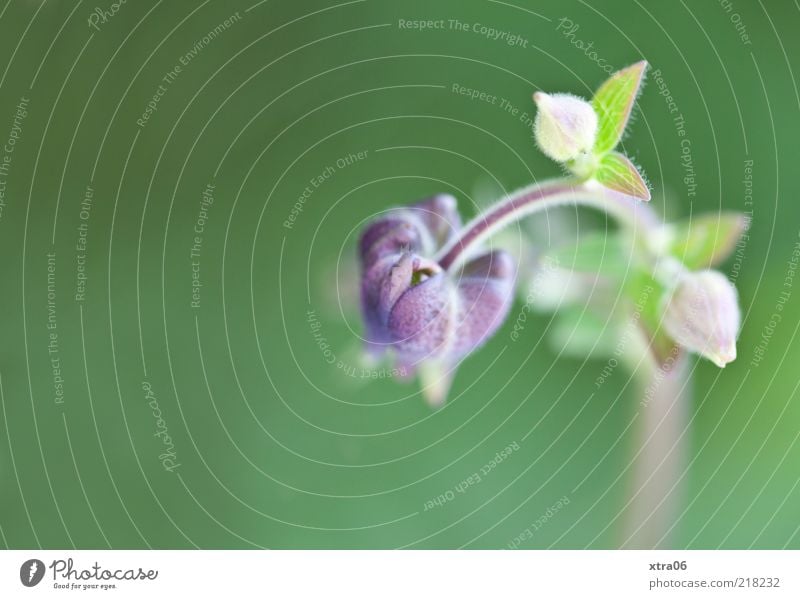 growth Environment Nature Plant Flower Leaf Blossom Green Violet Colour photo Exterior shot Close-up Detail Delicate Soft Blur 1 Copy Space left Deserted