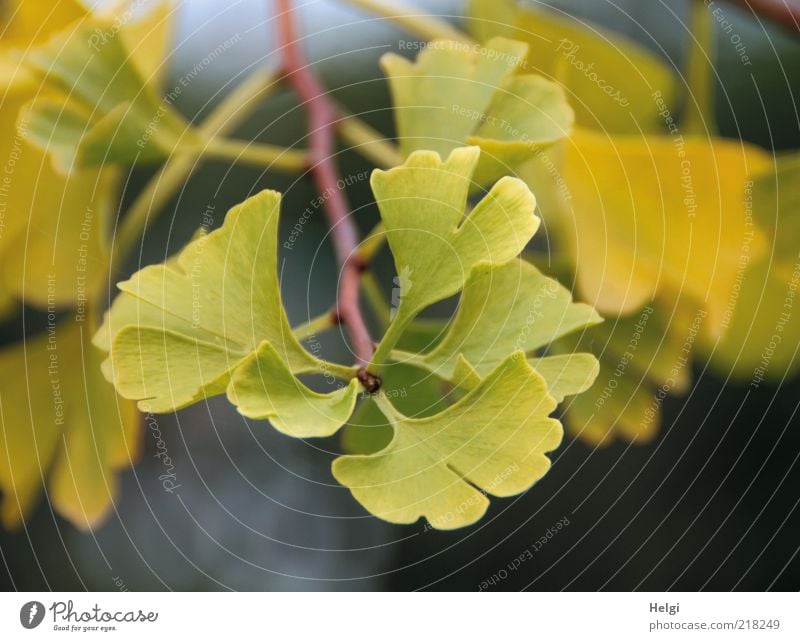 ginkgo Environment Nature Plant Autumn Leaf Exotic Twig To dry up Growth Esthetic Small Natural Green Uniqueness Transience Healthy Yellow Ginko Colour photo