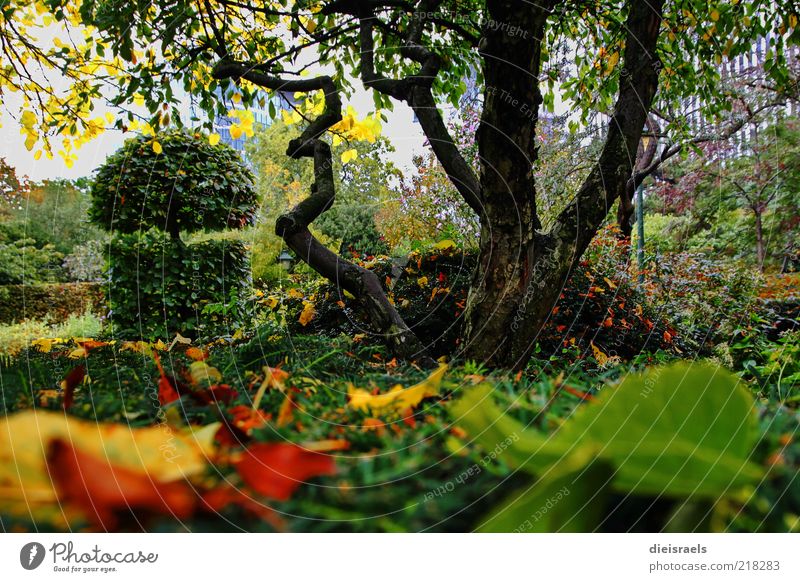 Autumn park Nature Landscape Plant Tree Bushes Leaf Park Relaxation To enjoy Faded To dry up Growth Fresh Beautiful Uniqueness Natural Brown Multicoloured Green