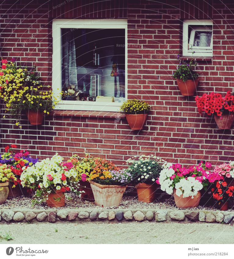 Front Garden: Resource Management Detached house Brick-built house Flower Flowerpot Window box Detail Section of image Deserted Cliche Characteristic Rural