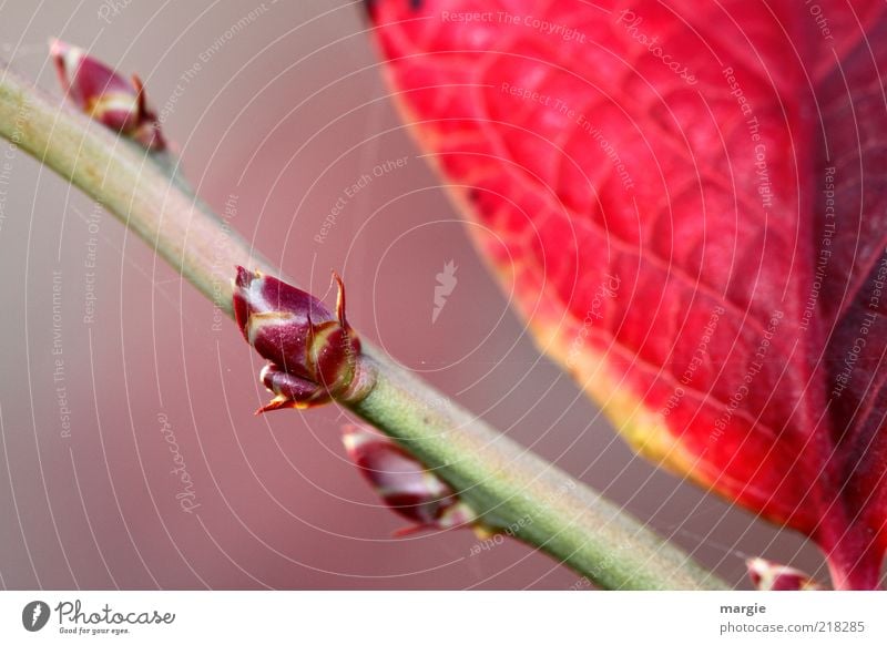 Autumn shoot, shoot on twig with red leaves Life Environment Nature Plant Leaf Blossom Instinct Branch Bud Stalk Growth Cold Green Red Decline Transience Future