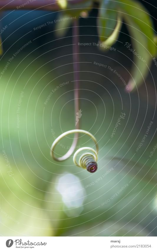 Tone-in-tone hanging spiral. Nature Plant Tendril Part of the plant Spiral Hang Thin Authentic Green Rotated Exceptional Simple 1 Smooth Smoothness Colour photo