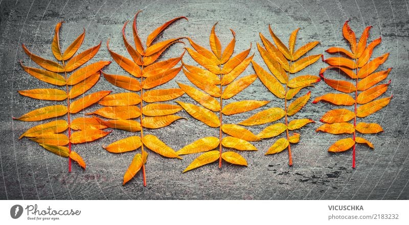 autumn foliage Lifestyle Style Design Garden Decoration Nature Plant Autumn Leaf Yellow Table Studio shot Close-up Copy Space middle Bird's-eye view