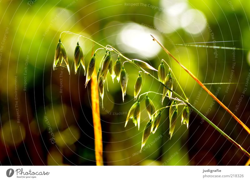 grass Environment Nature Plant Sunlight Grass Blossoming Illuminate Growth Natural Beautiful Wild Green Moody Delicate Colour photo Exterior shot