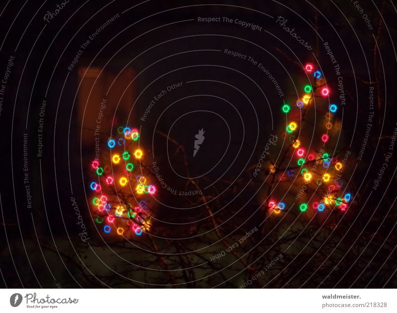 Christmas trees Brown Black Anticipation Esthetic Fairy lights Catadioptric system (effect) Colour photo Multicoloured Exterior shot Experimental Abstract Night