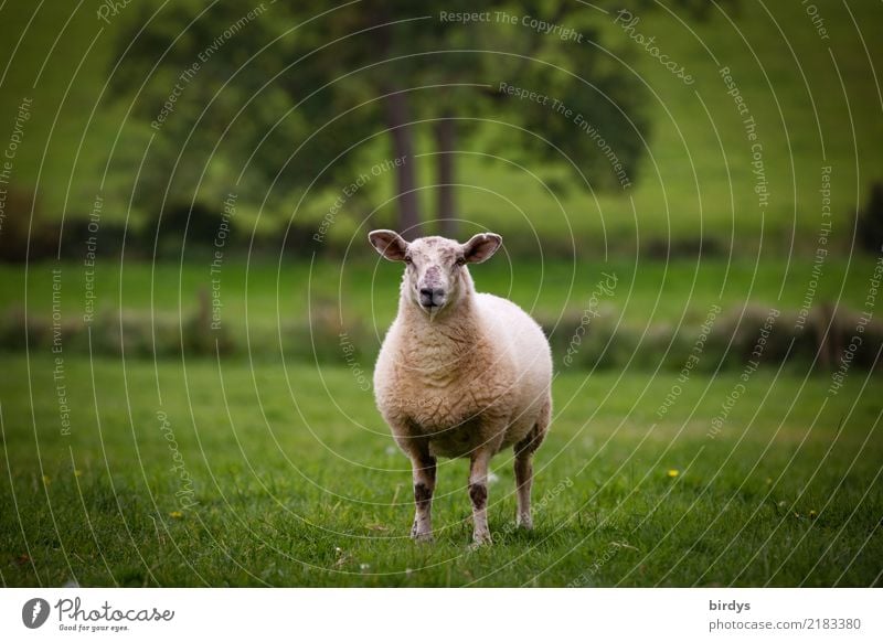 sheep in sheep country Agriculture Forestry Landscape Summer Tree Grass Meadow Farm animal Sheep 1 Animal Observe Looking Stand Esthetic Free Healthy