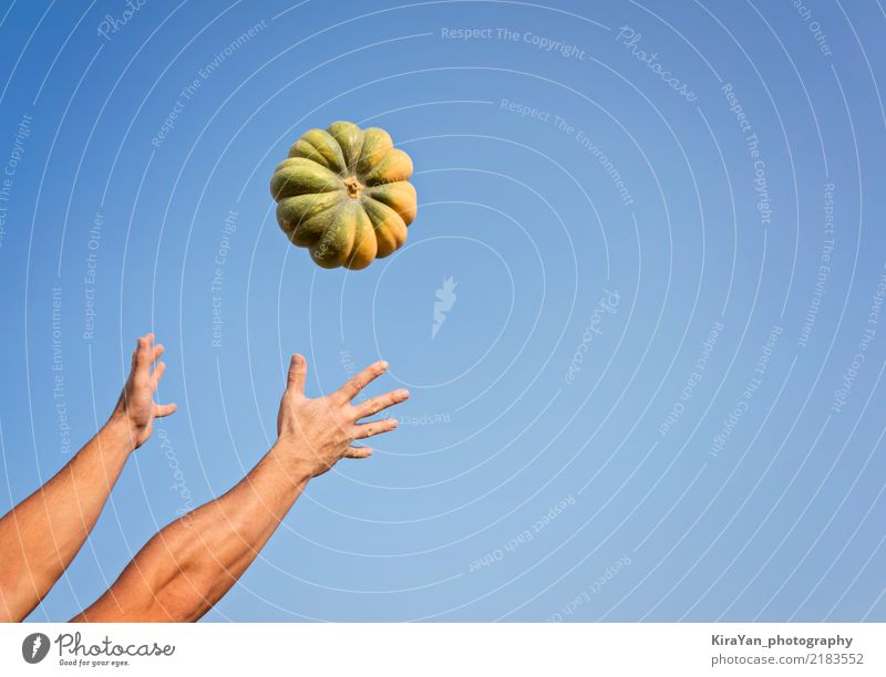 Hands of a man throwing a ripe pumpkin Vegetable Organic produce Vegetarian diet Lifestyle Thanksgiving Hallowe'en Gardening Agriculture Forestry Man Adults Sky