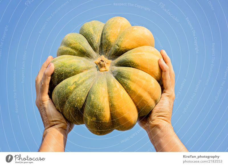 Male hands holding a ripe pumpkin Vegetable Organic produce Vegetarian diet Lifestyle Feasts & Celebrations Thanksgiving Hallowe'en Gardening Man Adults Hand