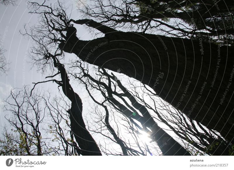 up Harmonious Calm Elements Cloudless sky Sunlight Winter Tree Forest Wood Old Sadness Threat Gigantic Black Power Subdued colour Exterior shot Deserted