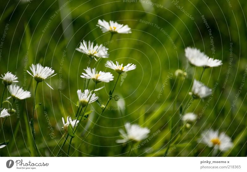 green explosion Plant Blossom Fragrance Daisy White Yellow Green Grass Blur Fresh Colour photo Multicoloured Exterior shot Day Shallow depth of field