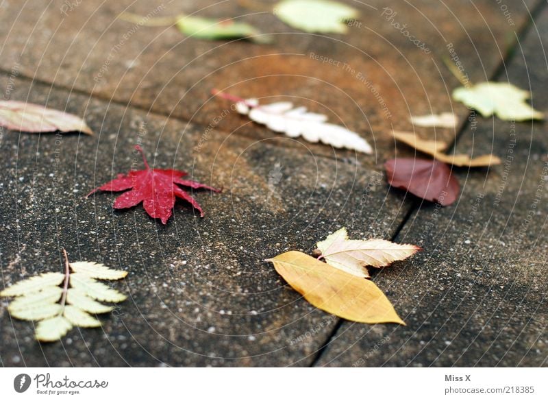 already fast out of season Nature Autumn Climate Bad weather Wind Leaf Multicoloured Autumnal Autumn leaves Sidewalk Slippery surface Colour photo Exterior shot