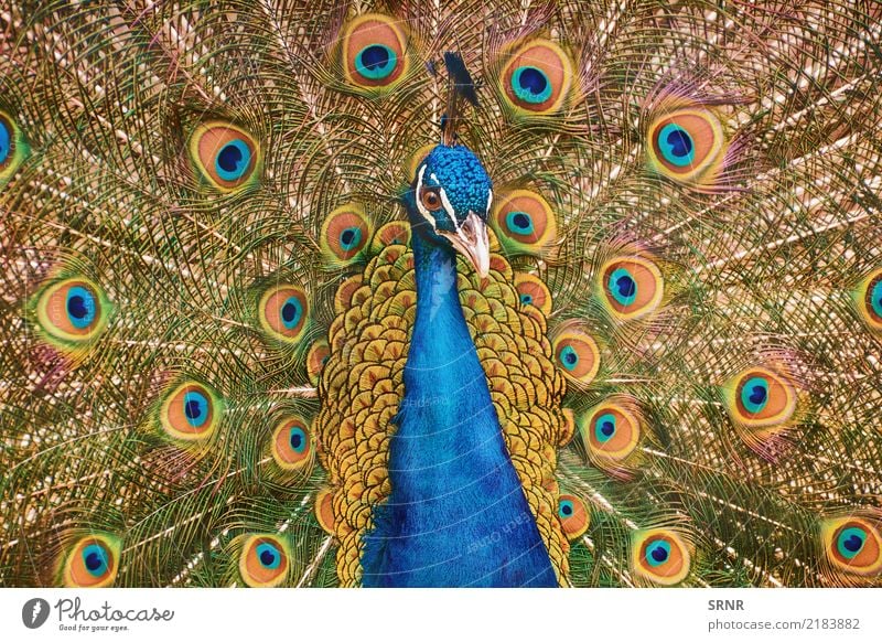 Portrait Of The Peacock Nature Bird Wild ceremony courtship display courtship ritual covert featheranimal avian avifauna covert feathers extravagant tail