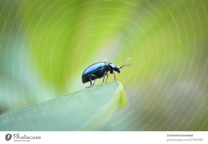 alder beetle Nature Garden Beetle Discover Looking Wait Blue Green Insect Colour photo Exterior shot Close-up Macro (Extreme close-up) Deep depth of field