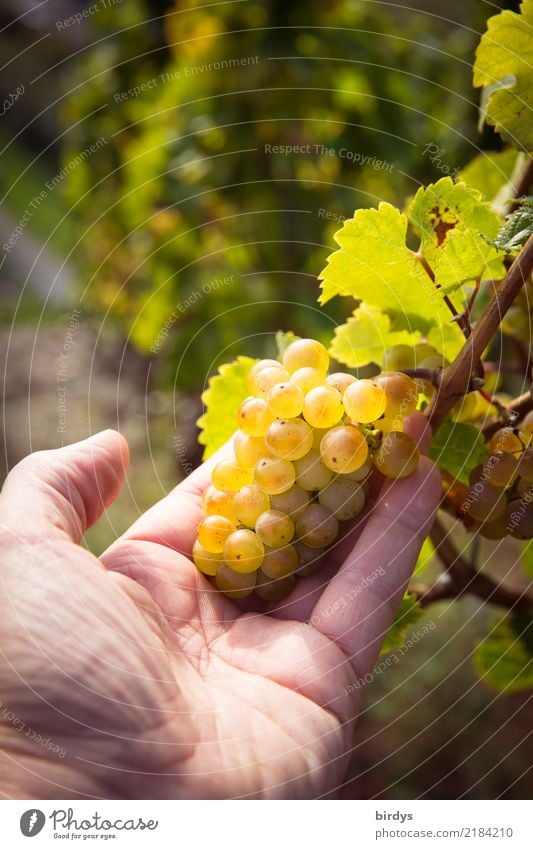 looks good Wellness Cure Agriculture Forestry Winegrower Masculine Hand 1 Human being Autumn Beautiful weather Agricultural crop Vineyard Wine growing