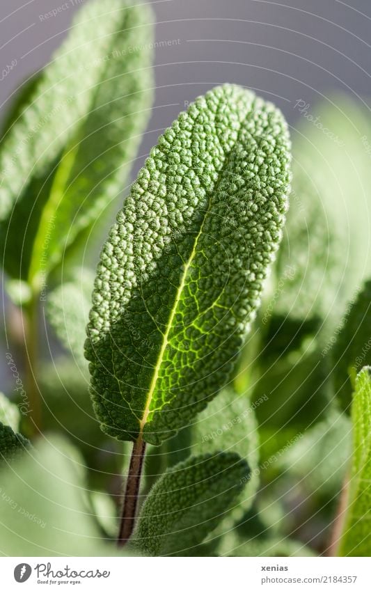 sage leaf, not yet picked Herbs and spices Sage Nutrition Organic produce Vegetarian diet Healthy Eating Summer Plant Leaf Fresh Green Fragrance essential oils