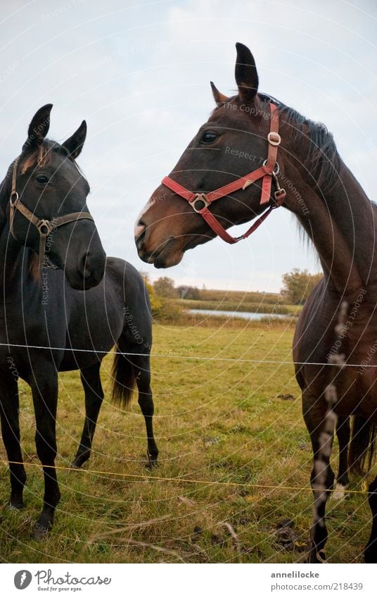 zaungast Leisure and hobbies Summer Nature Meadow Animal Horse Free Brown Black Pasture Halter Stand Livestock breeding Riding stable Colour photo