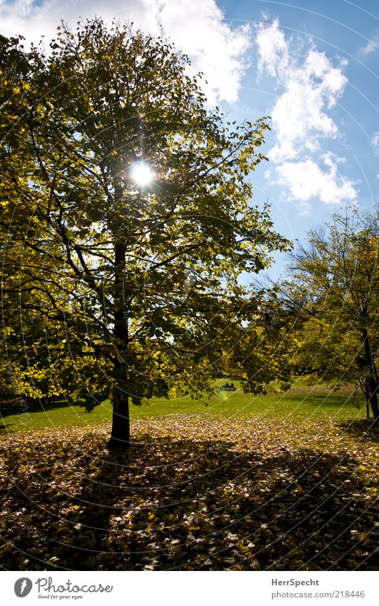 Yesterday at the Prater Nature Landscape Sky Clouds Sun Autumn Beautiful weather Tree Grass Leaf Park Meadow Blue Yellow Green Autumn leaves Autumnal